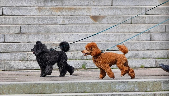 a person taking two dogs for a walk